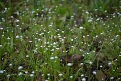 Eriocaulon robustobrownianum